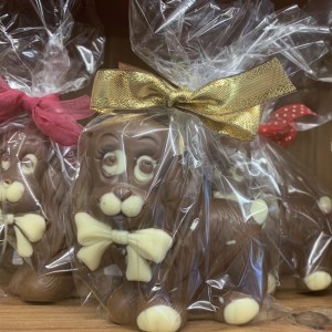 chocolate dog